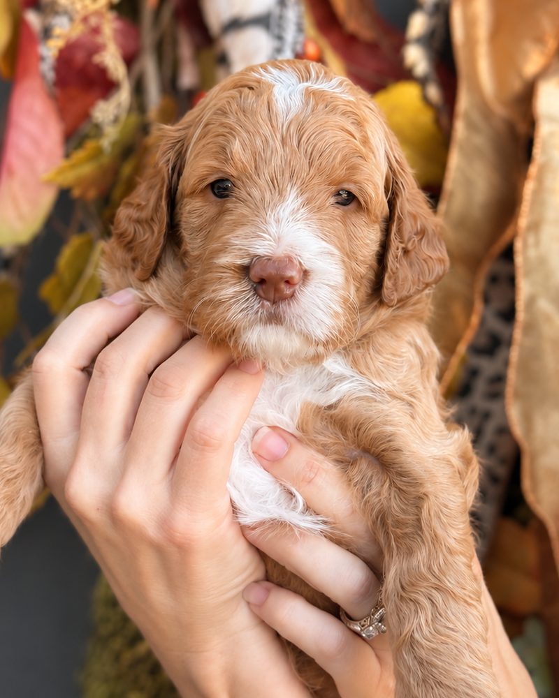 Bear, apricot mini Goldendoodle and upcoming Darlin' Doodles stud