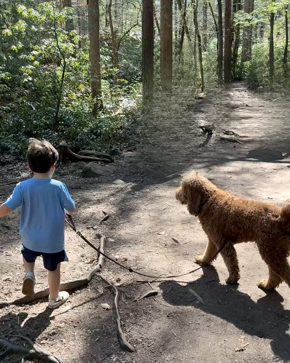 Our son walking Goldie on a forest trail
