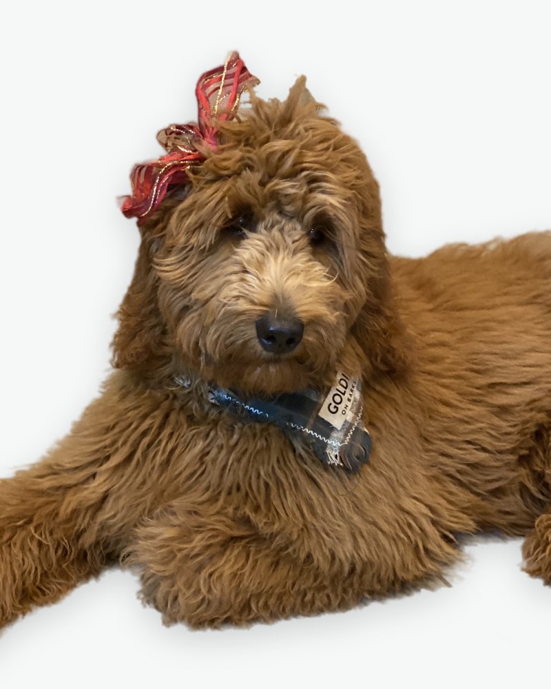 Goldie, our Goldendoodle dam