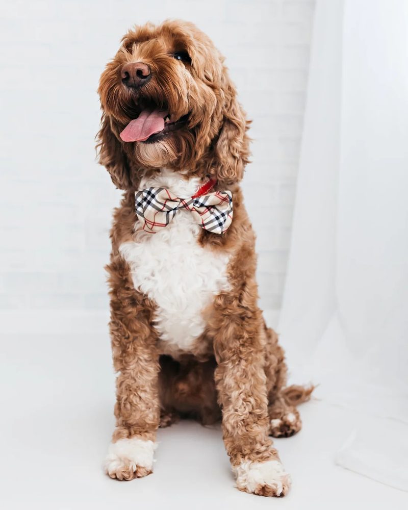 Teddy, mini Goldendoodle sire from Cherry Lane Doodles